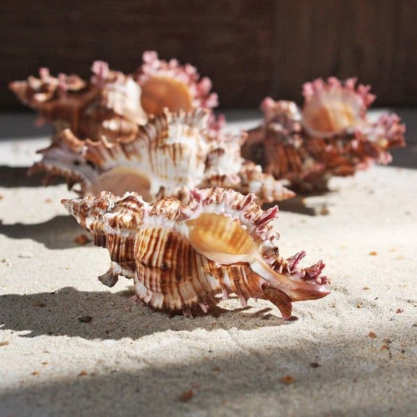 Rose Branch Murex Shell | Chicoreus Palmarosae