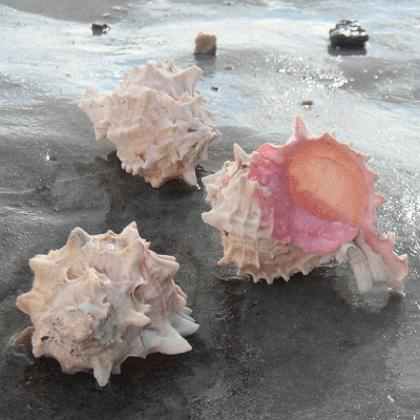Rose Murex Shell