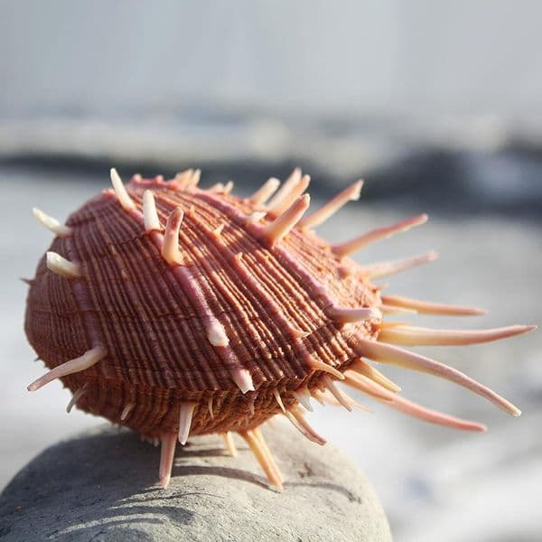 Royal Thorny Oyster Shell | Spondylus Regis | Chrysanthemum Shell