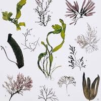 Salcombe Seaweeds Guide – Print Poster | Devon Seaweeds Guide Poster