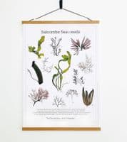 Salcombe Seaweeds Guide – Print Poster | Devon Seaweeds Guide Poster