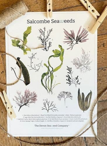 Salcombe Seaweeds Guide – Print/Poster