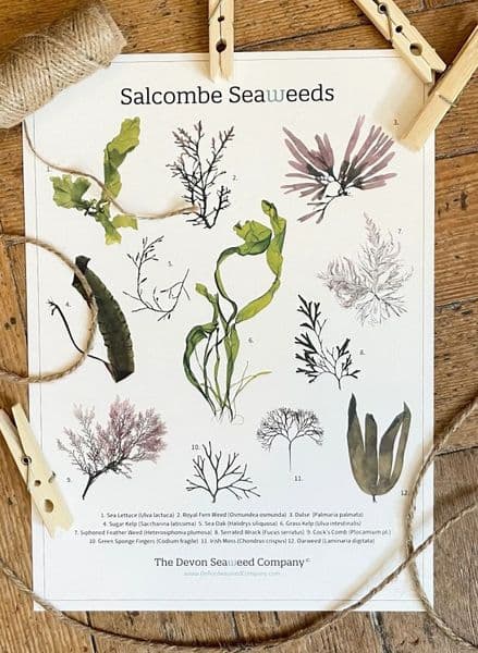 Salcombe Seaweeds Guide – Print Poster | Devon Seaweeds Guide Poster