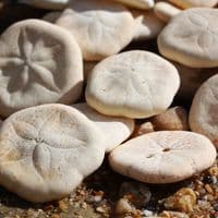 Sand Dollar Pack | Pansy Shell | Beach Shells