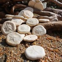Sand Dollar Pack | Pansy Shell | Beach Shells