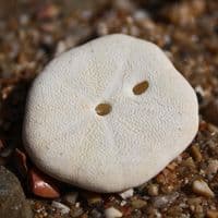 Sand Dollar Pack | Pansy Shell | Beach Shells