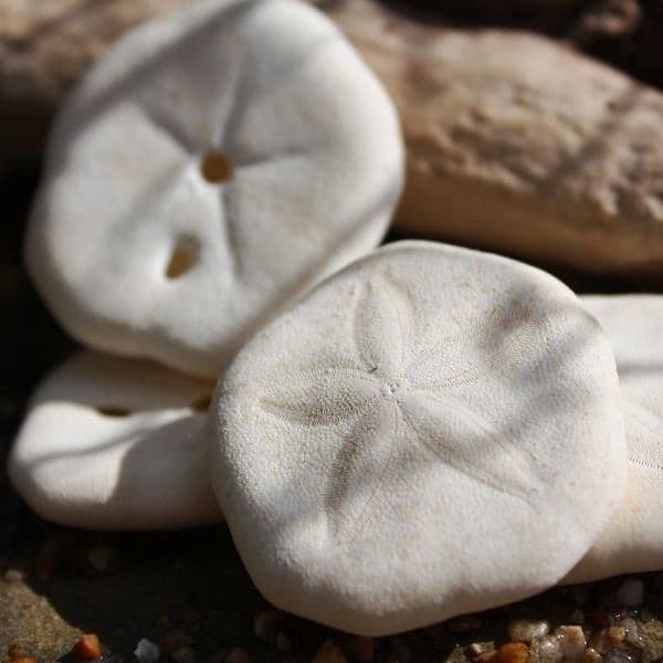 Sand Dollar Pack | Pansy Shell | Beach Shells