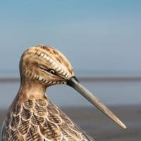 Sandpiper Preening Bird Carving | Wood Carving | Hand Carved Birds