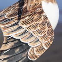 Sandpiper Preening Bird Carving | Wood Carving | Hand Carved Birds