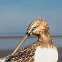 Sandpiper Preening Bird Carving | Wood Carving | Hand Carved Birds