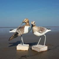 Sandpiper Preening Bird Carving | Wood Carving | Hand Carved Birds