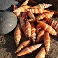 Scarlet Mitre Shell | Vexillum Coccineum | Beach Shell