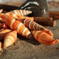 Scarlet Mitre Shell | Vexillum Coccineum | Beach Shell