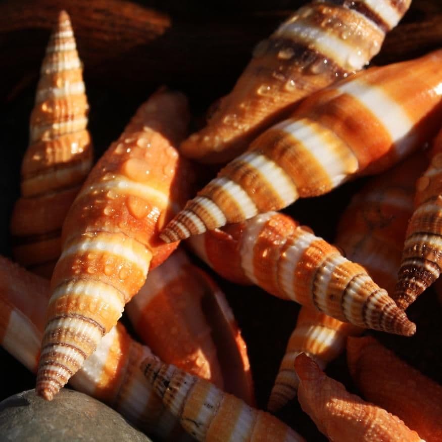 Scarlet Mitre Shell | Vexillum Coccineum | Beach Shell