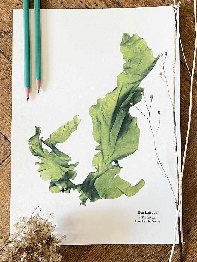 Sea Lettuce Seaweed 02 –Print