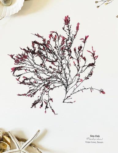 Sea Oak Seaweed 02 - Print