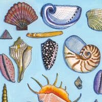 Seashells on Blue | A3 Print | Andrew Ruffhead