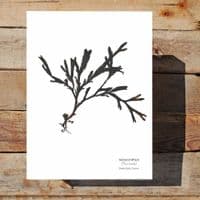 Serrated Wrack Seaweed Print | Limited Edition Print | Fucus Serratus Seaweed