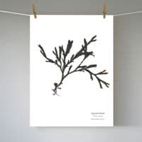 Serrated Wrack Seaweed Print | Limited Edition Print | Fucus Serratus Seaweed