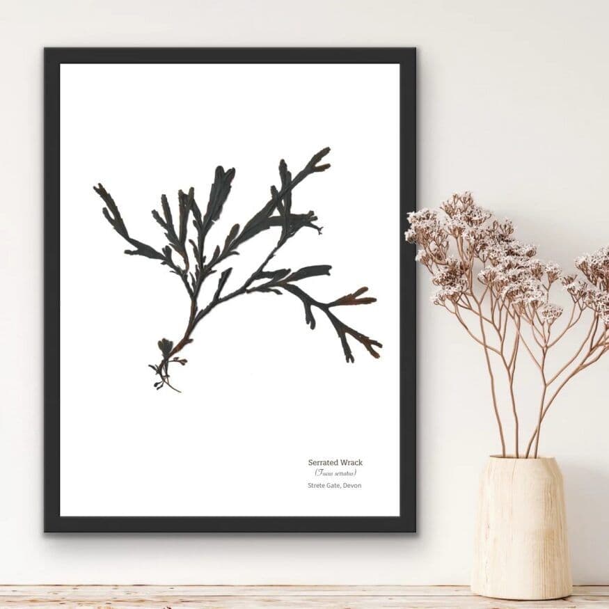 Serrated Wrack Seaweed 02 - Print
