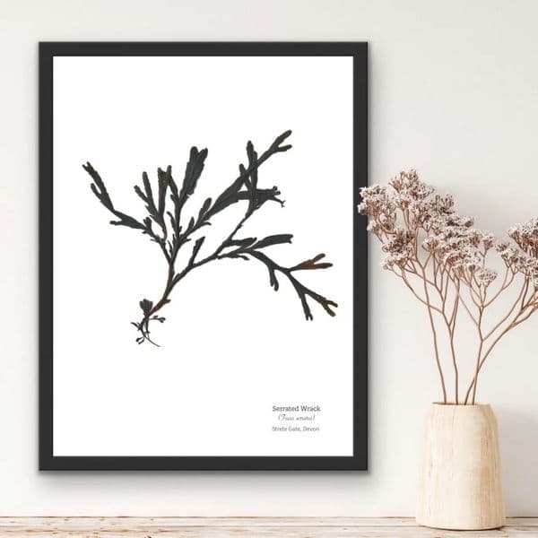 Serrated Wrack Seaweed Print | Limited Edition Print | Fucus Serratus Seaweed