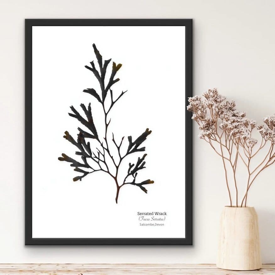 Serrated Wrack Seaweed No: 03 - Print