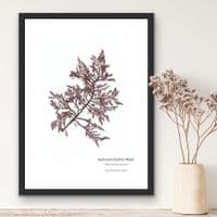Siphoned Feather Weed 01 Print | Limited Edition Print | Heterosiptonia Plumosa Seaweed