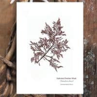 Siphoned Feather Weed 01 Print | Limited Edition Print | Heterosiptonia Plumosa Seaweed