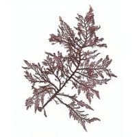 Siphoned Feather Weed 01 Print | Limited Edition Print | Heterosiptonia Plumosa Seaweed