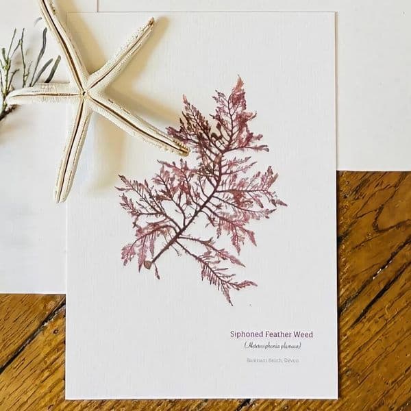 Siphoned Feather Weed 01 Print | Limited Edition Print | Heterosiptonia Plumosa Seaweed
