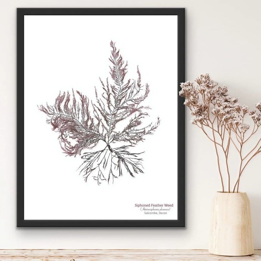 Siphoned Feather Weed 04 – Seaweed Print