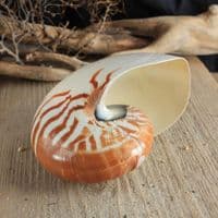 Small Nautilus Shell