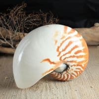 Small Nautilus Shell