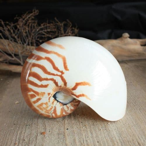 Small Nautilus Shell