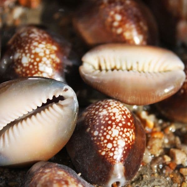 Snakehead Cowrie Seashell | Shells | Seashells | Beach Shells
