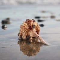 Snipe’s Bill Murex Shell | Haustellum Haustellum Linne
