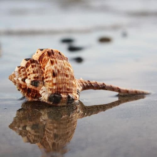 Snipe’s Bill Murex Shell