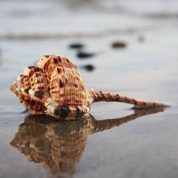 Snipe’s Bill Murex Shell | Haustellum Haustellum Linne