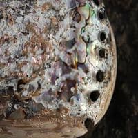 South African Polished Abalone | Mother of Pearl Shells