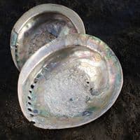 South African Polished Abalone | Mother of Pearl Shells