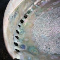South African Polished Abalone | Mother of Pearl Shells
