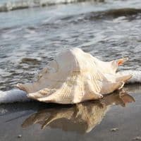 Spider Conch Shell | Lambis Truncata | Beach Shells
