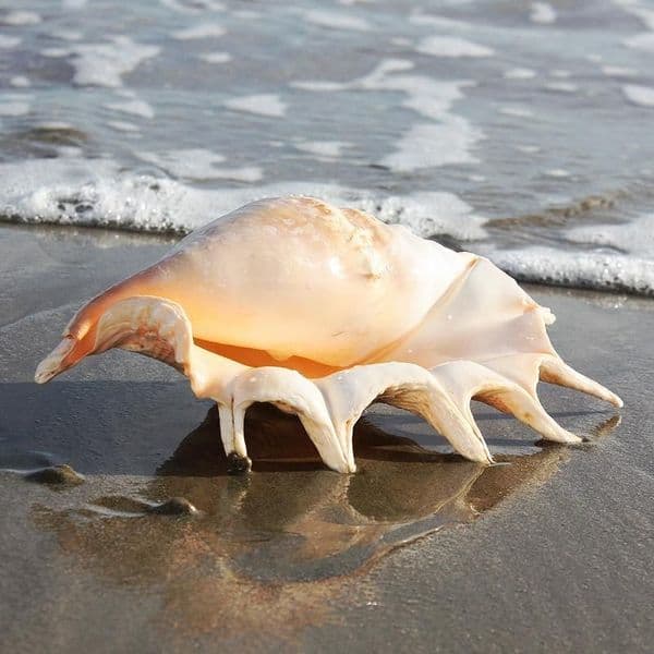 Spider Conch Shell | Lambis Truncata | Beach Shells