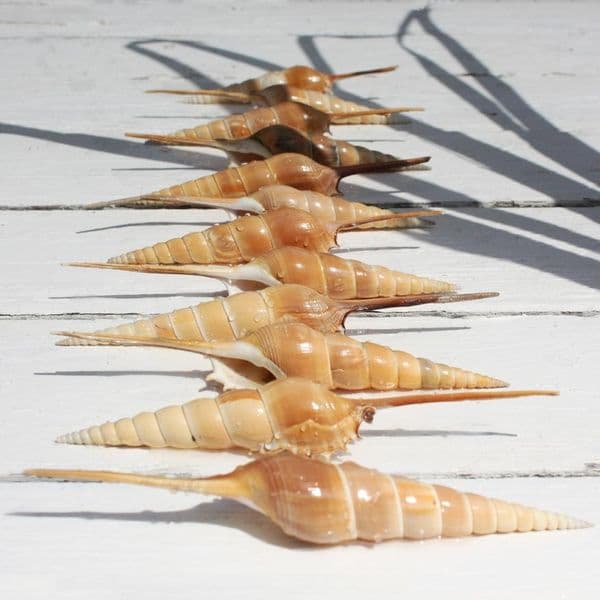 Spindle Tibia Shell | Tibia Fusus | Shinbone Tibia | Beach Shell