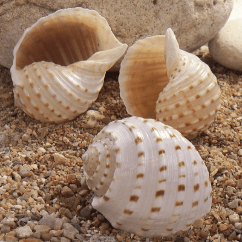 Spotted Tun Shell | Tonna Dolium Tessellata | Beach Shells