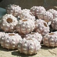 Sputnic Sea Urchin Shell | Sputnik Sea Urchin | Seashells | Beach shells