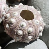 Sputnic Sea Urchin Shell | Sputnik Sea Urchin | Seashells | Beach shells