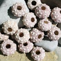 Sputnic Sea Urchin Shell | Sputnik Sea Urchin | Seashells | Beach shells