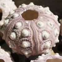 Sputnic Sea Urchin Shell | Sputnik Sea Urchin | Seashells | Beach shells