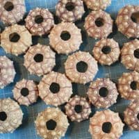 Sputnic Sea Urchin Shell | Sputnik Sea Urchin | Seashells | Beach shells